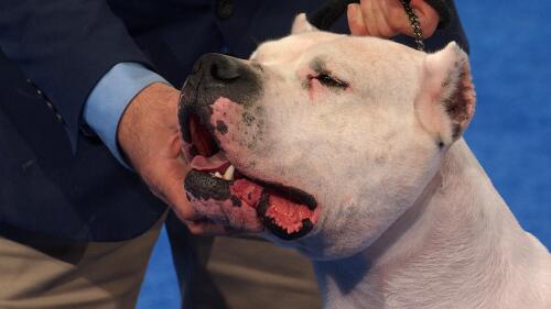 2026世界杯阿根廷维尼修斯战术分析全解析